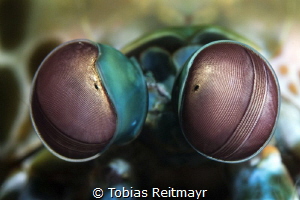 Peacock Mantis Shrimp, Jetty at Padang Bay, Bali by Tobias Reitmayr 